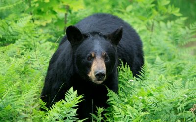 What bears are the largest and how many types of bears are there?