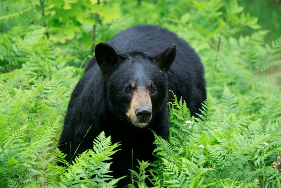 What bears are the largest and how many types of bears are there?